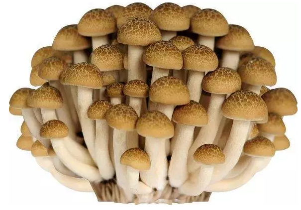 http://m.googlerussiablog.cn/ewebeditor/uploadfile/20170914091421667001.png